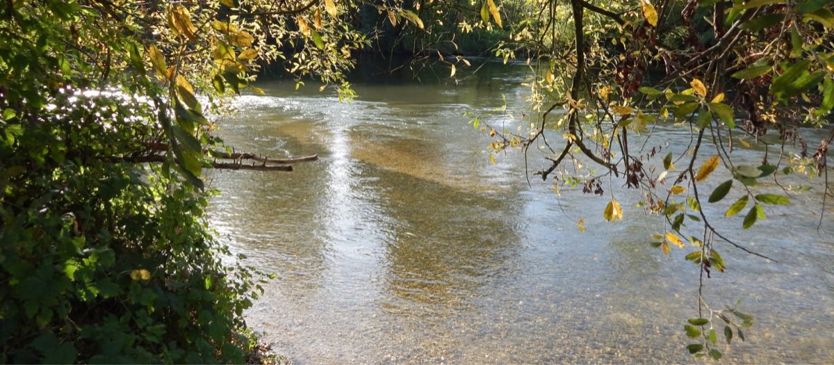 Die Amper bei Dachau mit klarem Wasser und herbstlichem Uferbewuchs